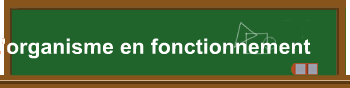 L'organisme en fonctionnement