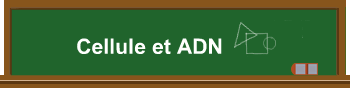 Cellule et ADN